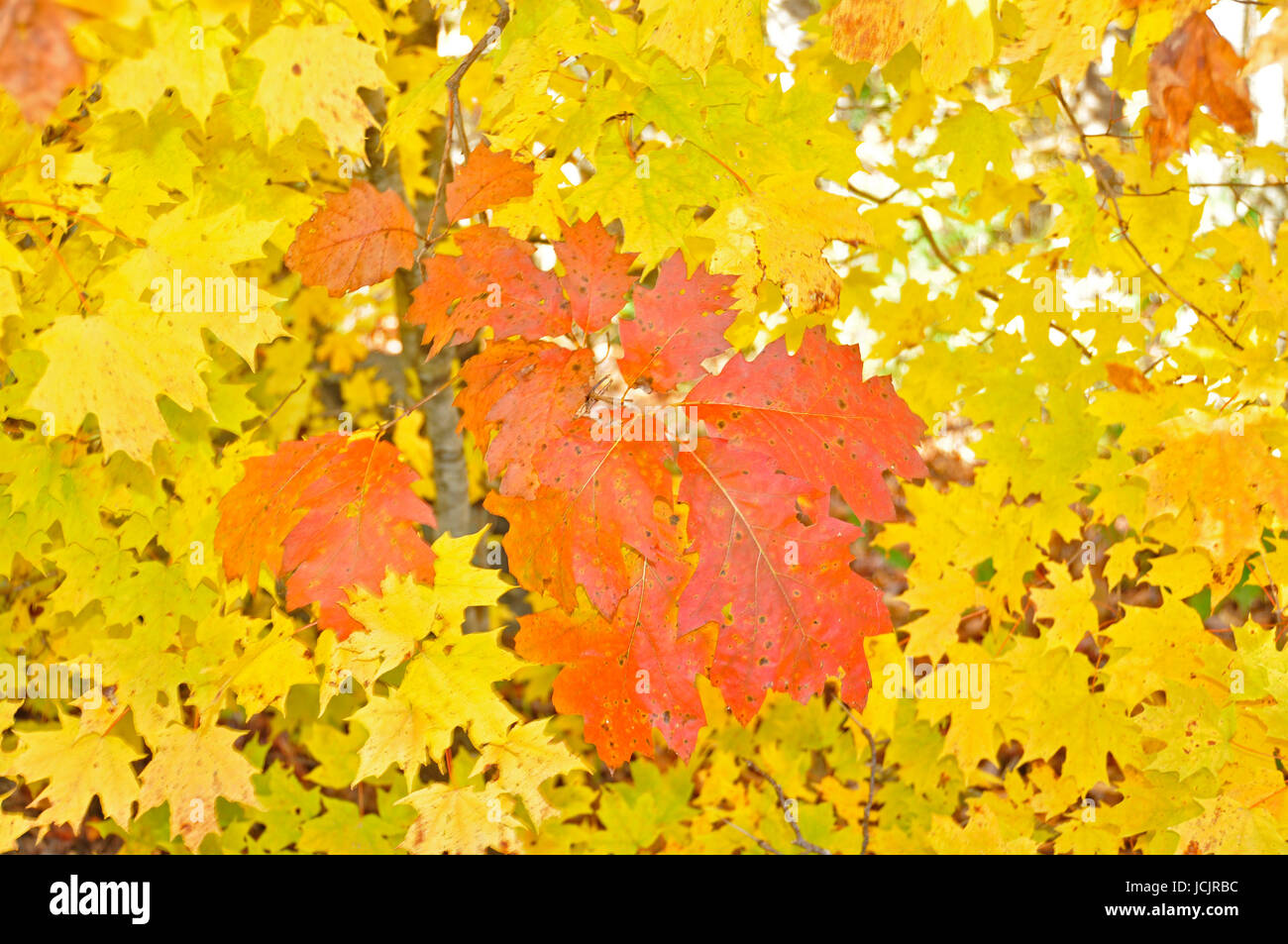 Ändern der Farbe für den Herbst hier im Osten der Vereinigten Staaten Stockfoto