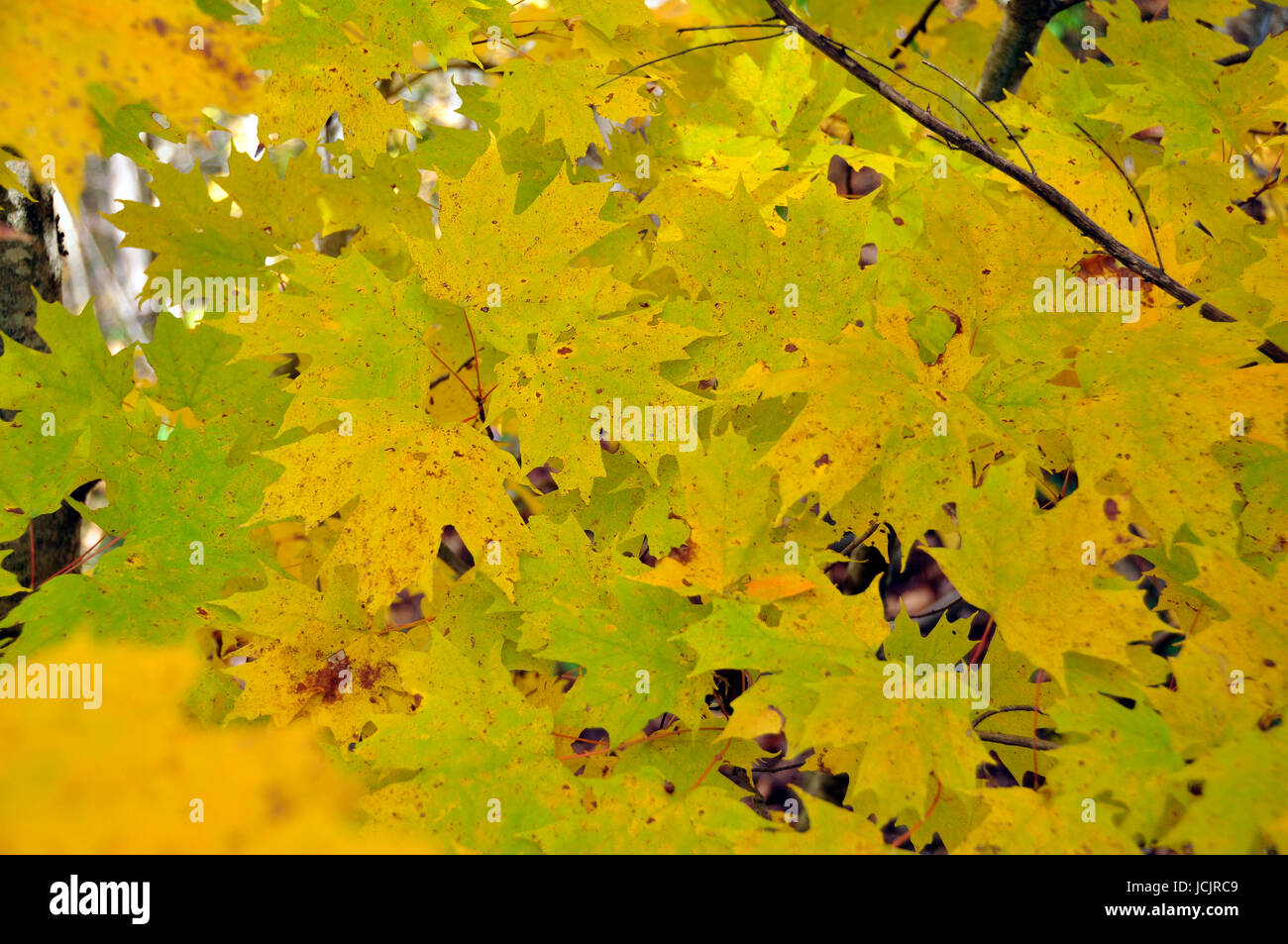 Ändern der Farbe für den Herbst hier im Osten der Vereinigten Staaten Stockfoto