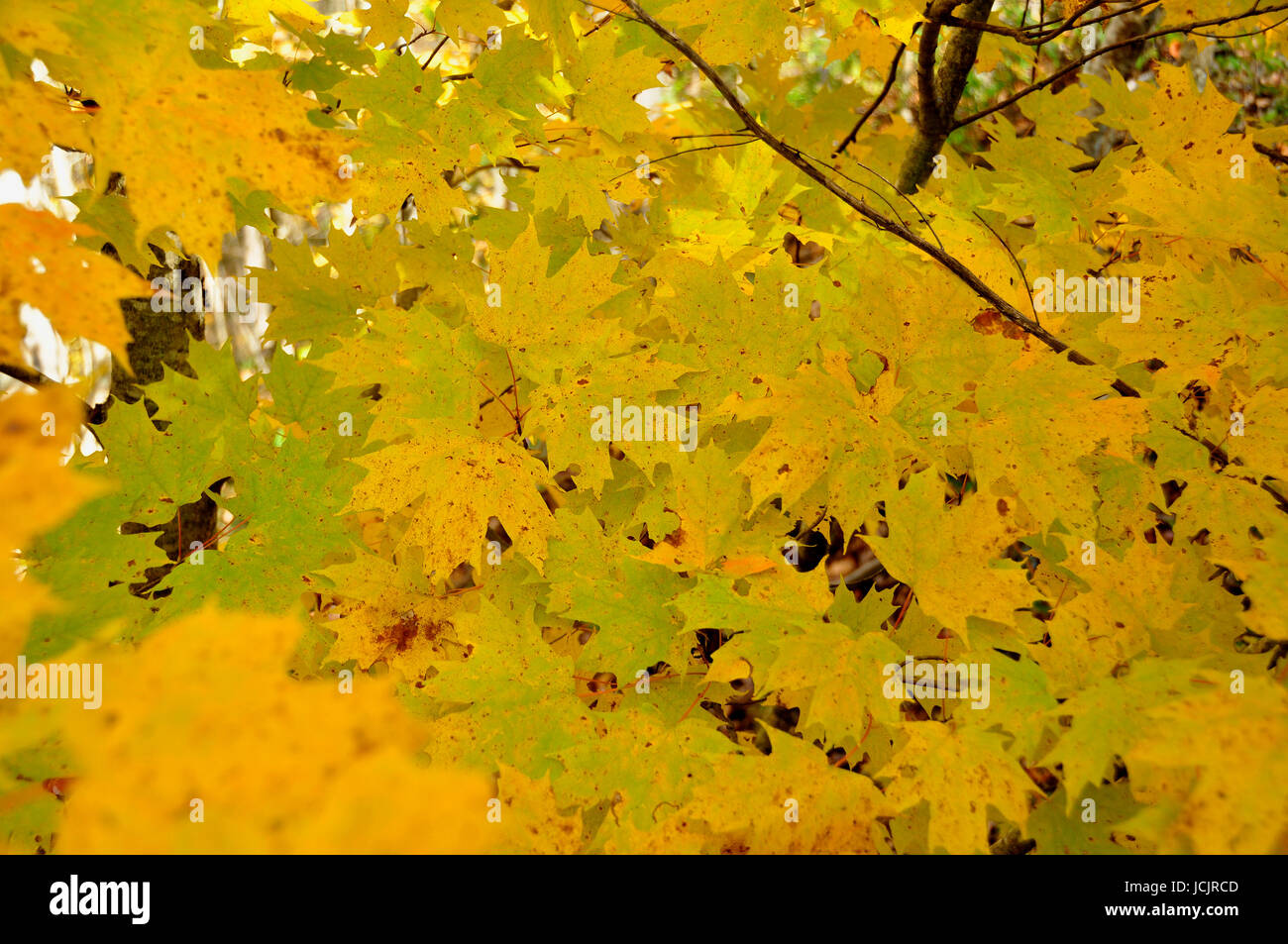 Ändern der Farbe für den Herbst hier im Osten der Vereinigten Staaten Stockfoto