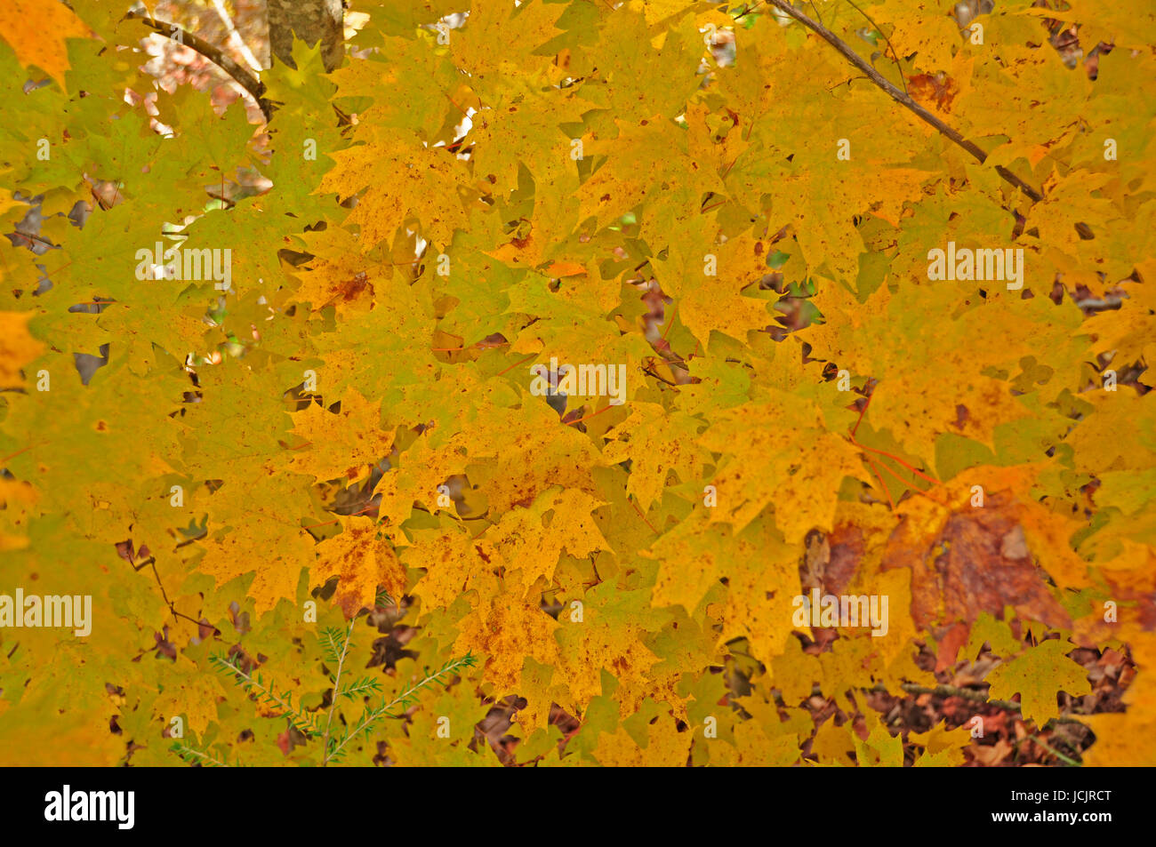 Ändern der Farbe für den Herbst hier im Osten der Vereinigten Staaten Stockfoto