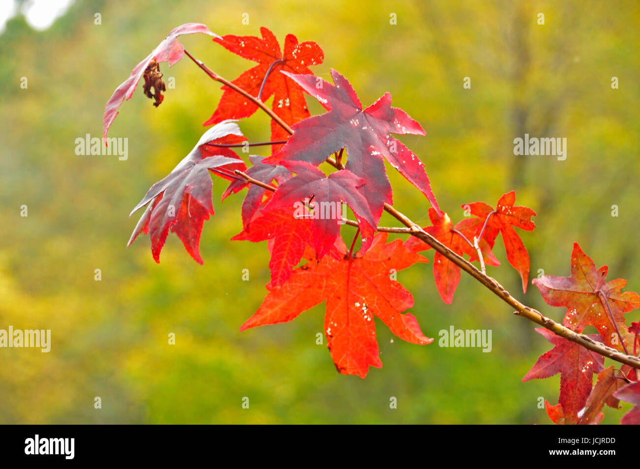 Ändern der Farbe für den Herbst hier im Osten der Vereinigten Staaten Stockfoto