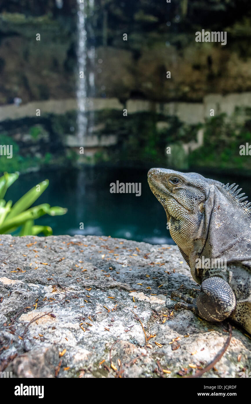 Leguan am Cenote Zaci Wasserfall - Valladolid, Yucatan, Mexiko Stockfoto