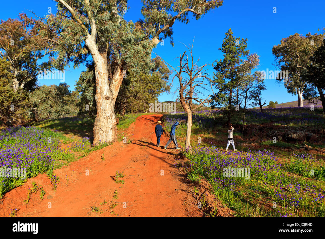 Foto auf einen viertägigen Urlaub im Oktober 2016 während Ihres Aufenthalts im Willow Springs Station, Jackaroos Cottage, Flinders Ranges, South Australia Stockfoto