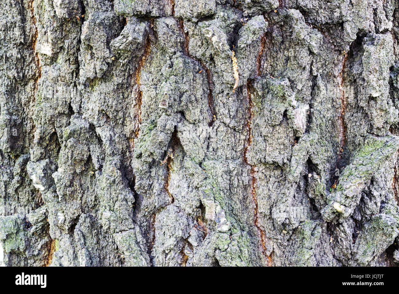 Closeup texturierte natürlichen Hintergrund Rinde eines alten Baumes Stockfoto