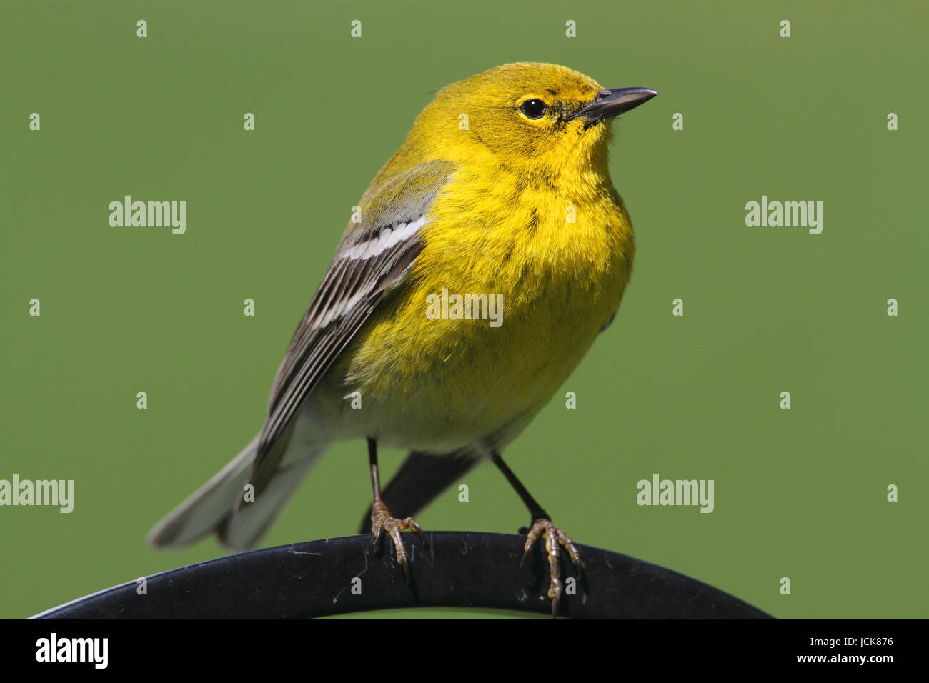 Kiefer-Grasmücke (Dendroica Setophaga Pinus) auf einem Hochsitz im zeitigen Frühjahr Stockfoto