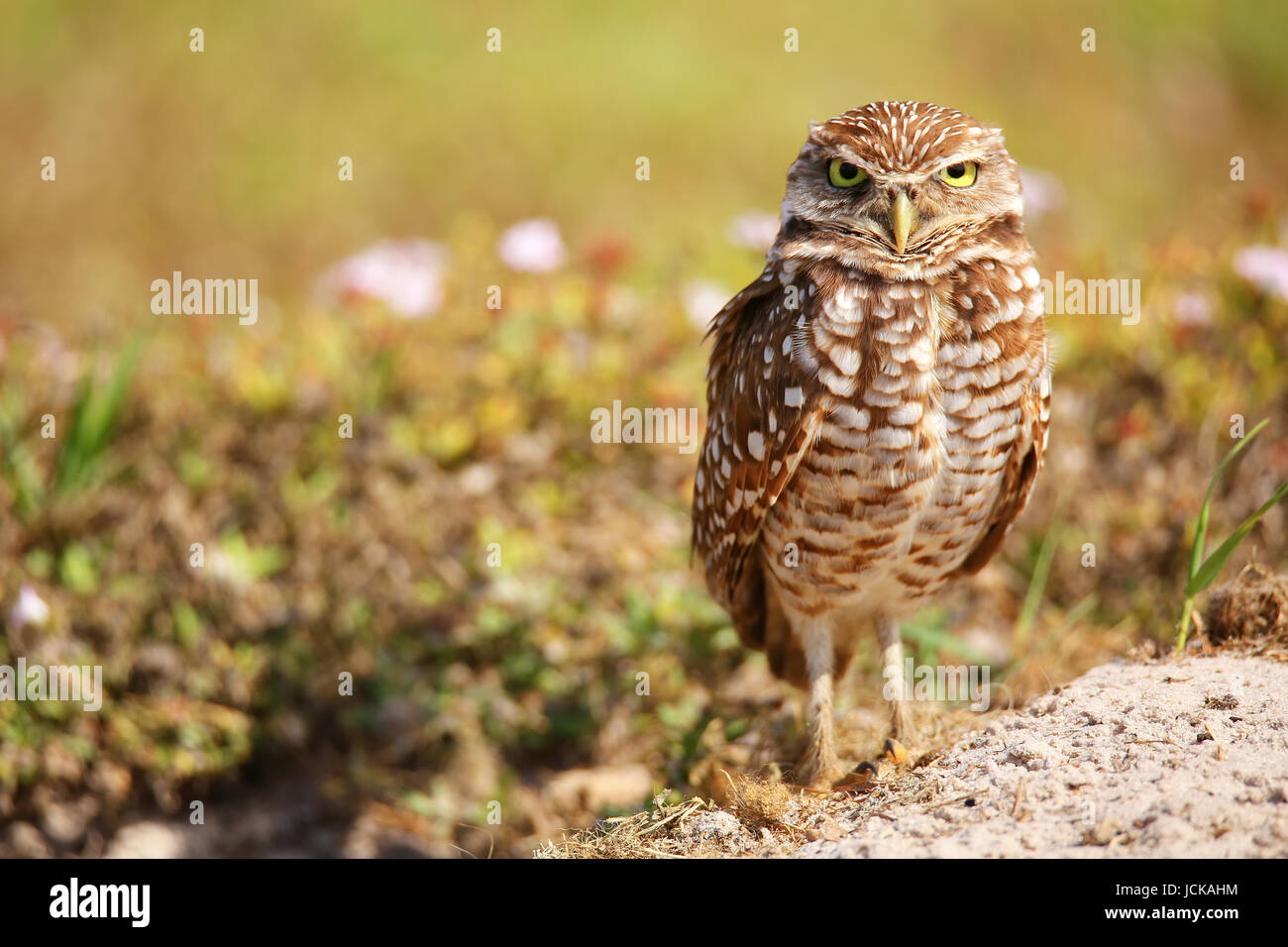 Kanincheneule (Athene Cunicularia) stehen auf dem Boden Stockfoto