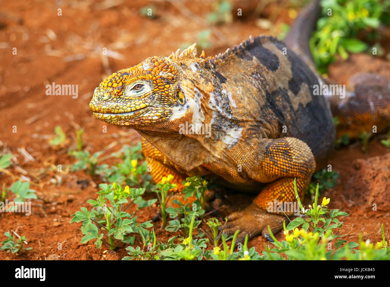 Galapagos Land Iguana (Conolophus Subcristatus), North Seymour Insel, Nationalpark Galapagos, Ecuador Stockfoto