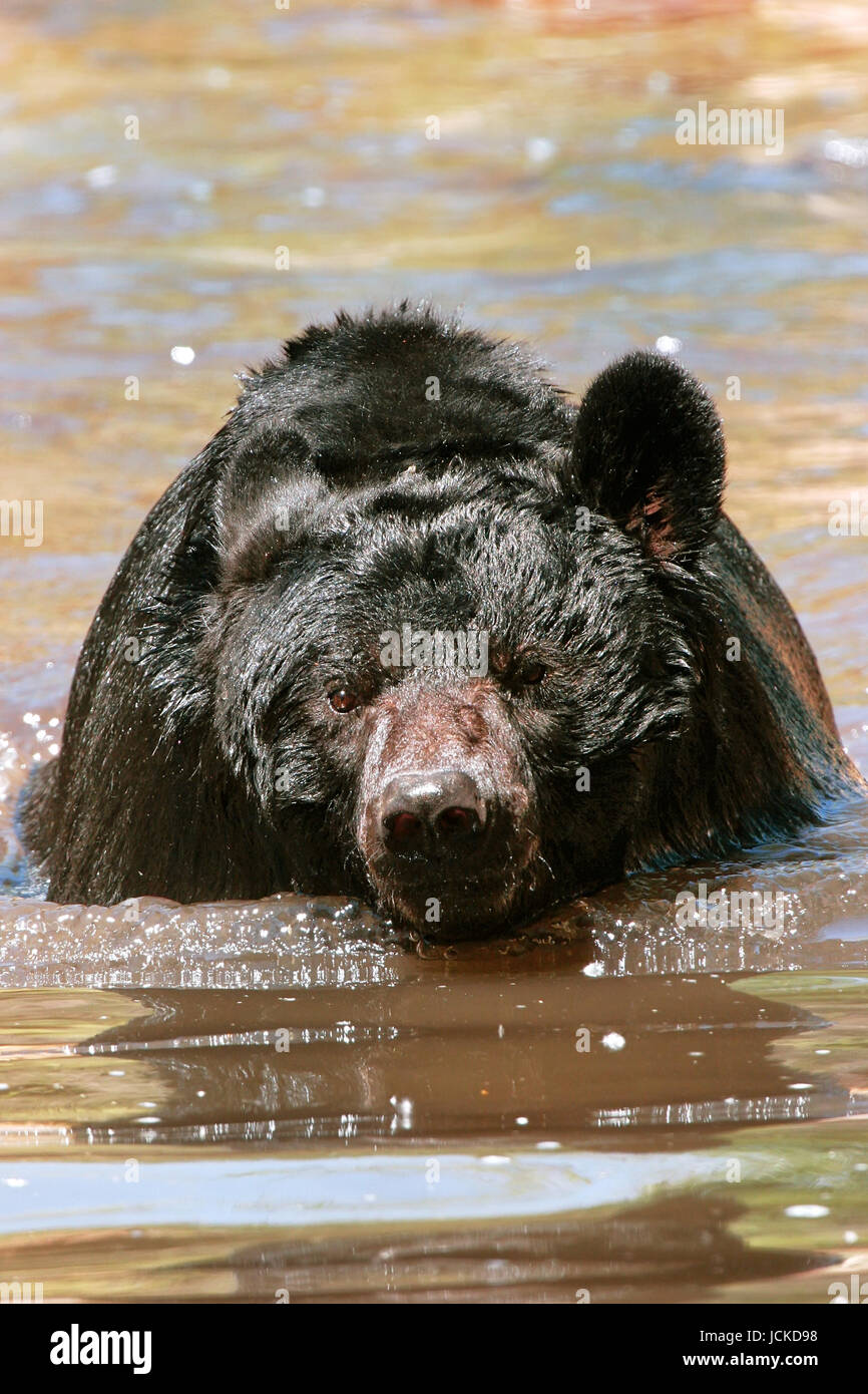 Amerikanische Schwarzbären (Ursus Americanus) Schwimmen im Wasser Stockfoto