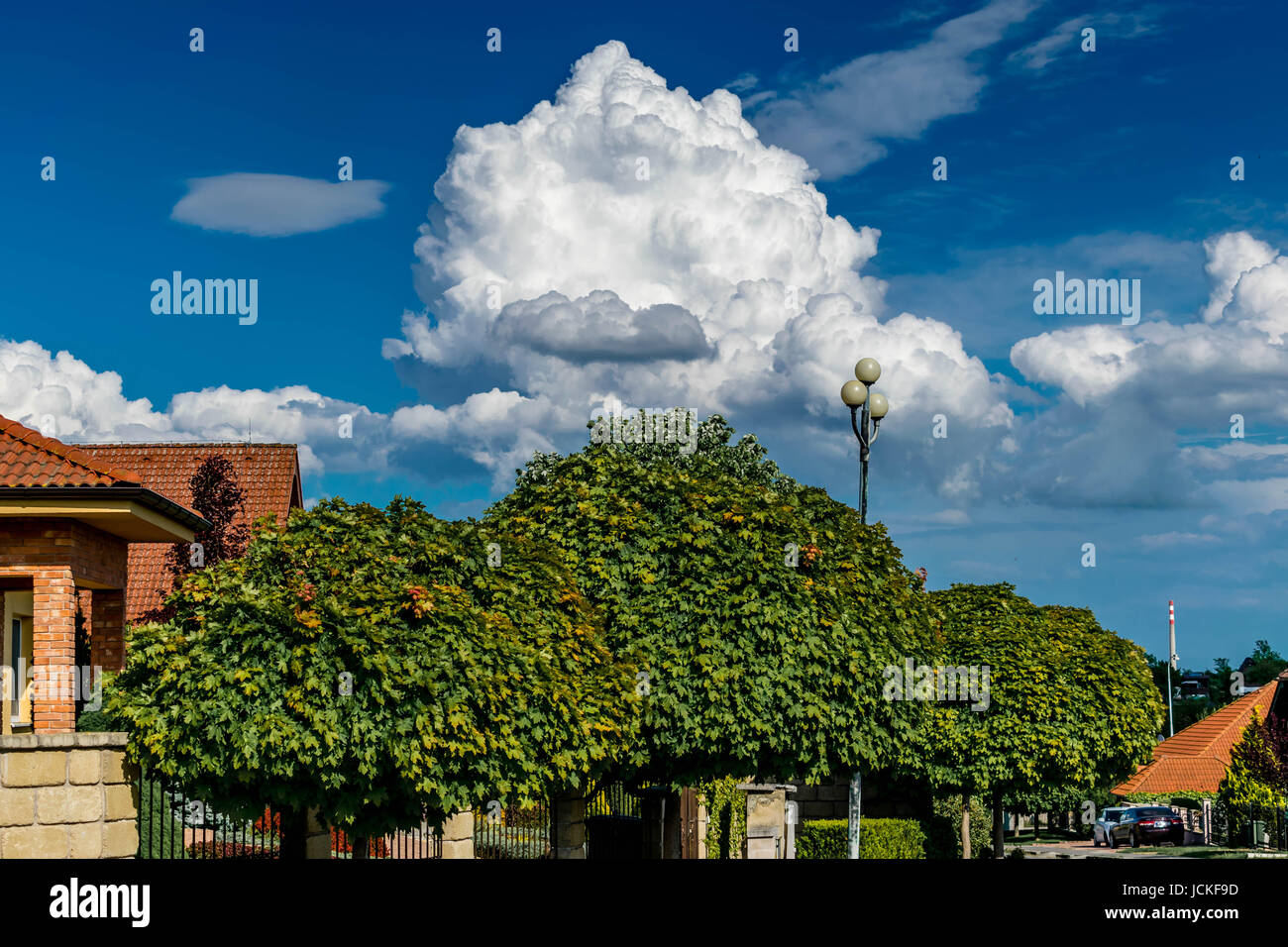 Detail von die Wolke über Bäume mit schönen Kontrast Stockfoto