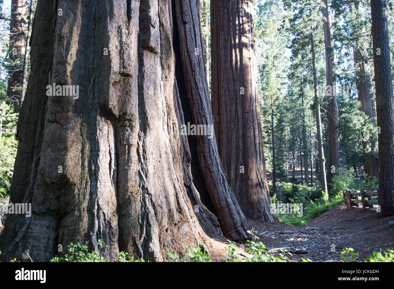 Sequoia und Kings Nationalparks Stockfoto