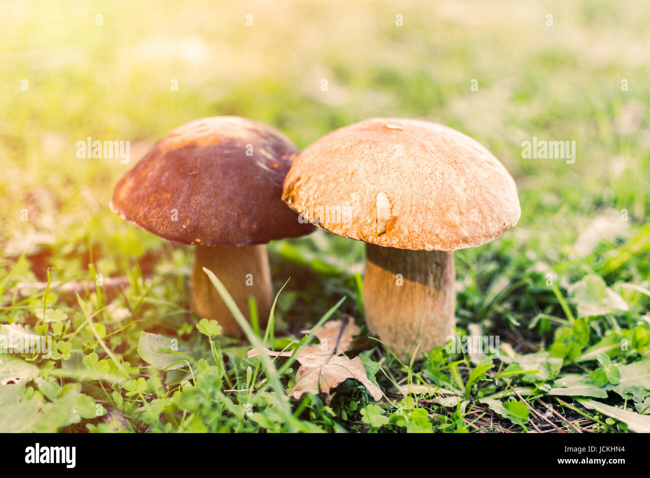 Steinpilze Pilze auf dem Rasen Stockfoto