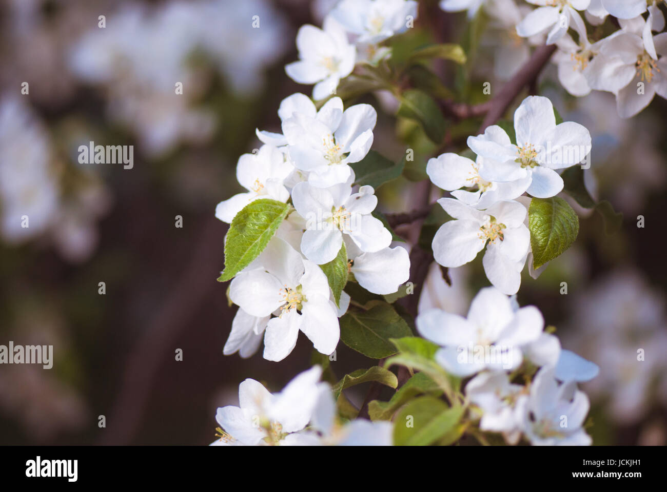 Blühenden Apfelzweig im Frühlingsgarten. selektiven Fokus Makroaufnahme mit flachen DOF Stockfoto