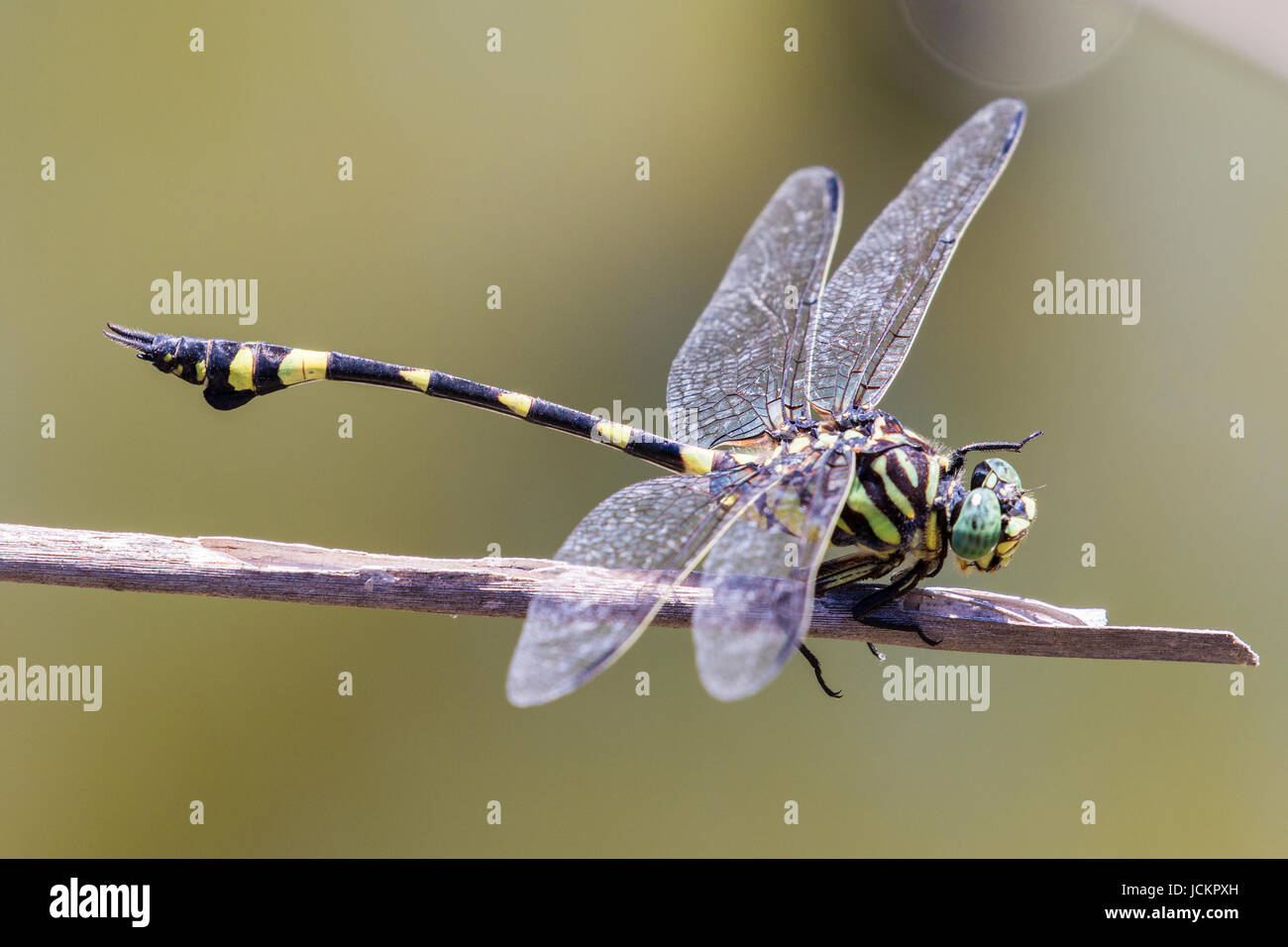 australische Tiger Libelle Stockfoto