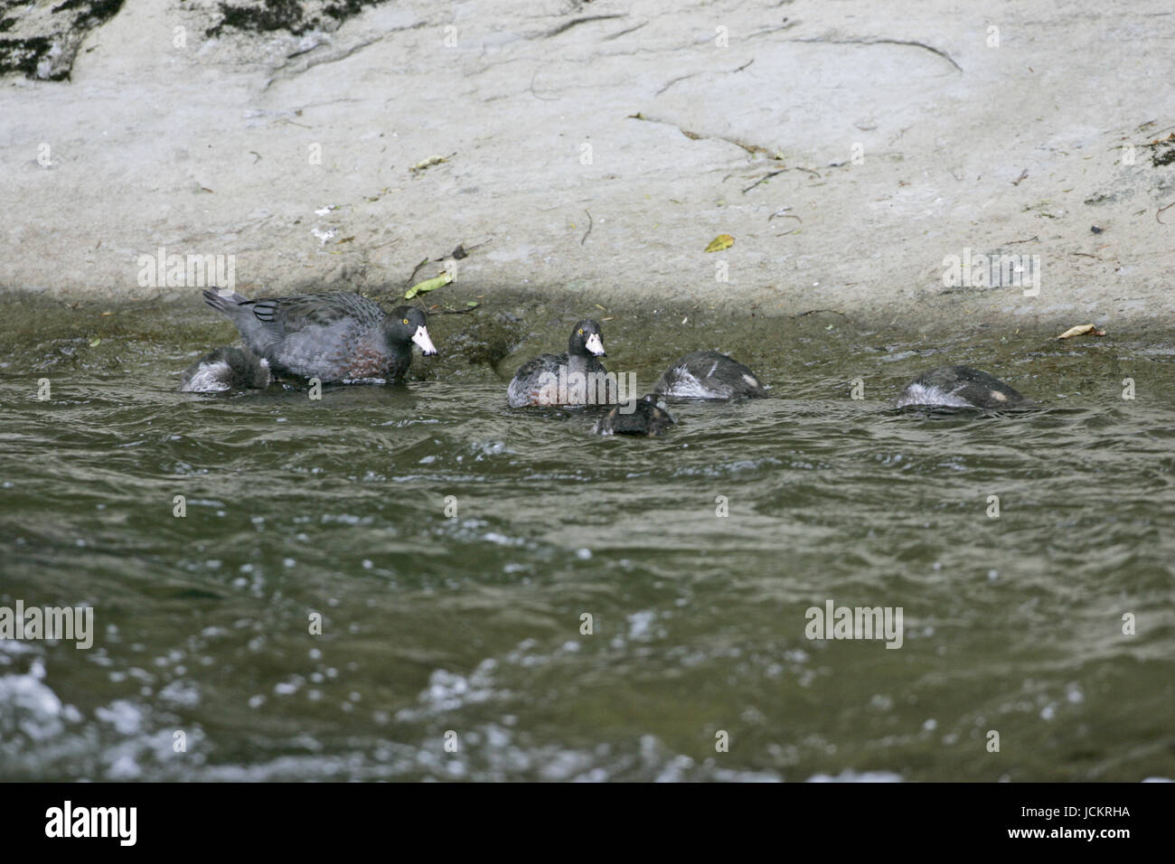 Blaue Ente Hymenolaimus Malacorhynchos paar mit vier Entenküken Fluss Neuseeland Stockfoto