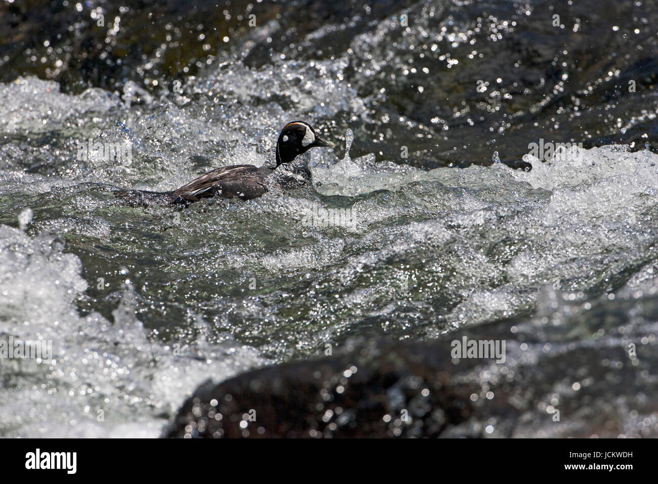 Harlekin Ente Histrionicus Histrionicus männlichen schwimmen in rauschenden Wasser LeHardy Rapids Yellowstone River Hayden ValleyYellowstone National Park Wyomin Stockfoto
