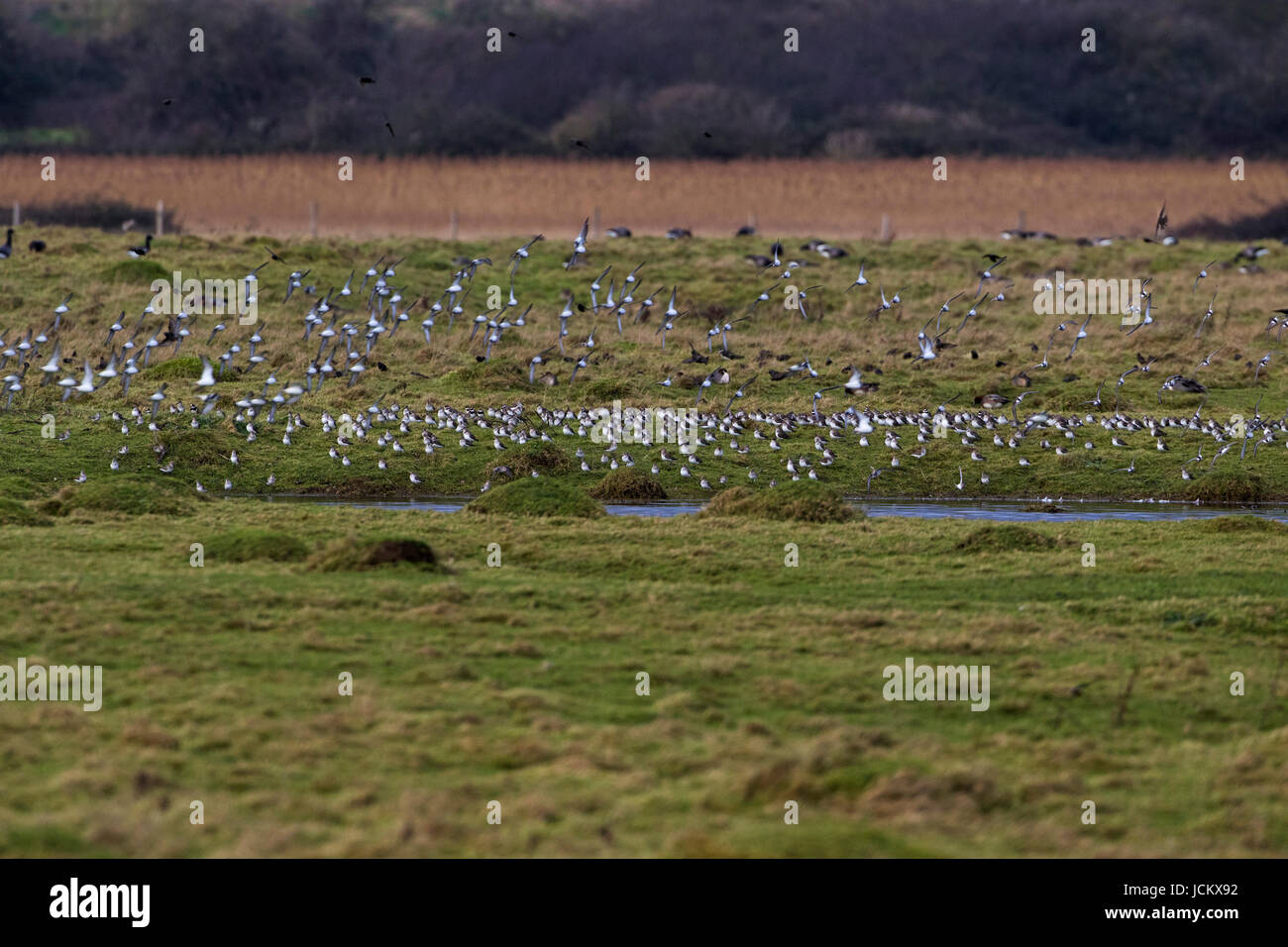 Alpenstrandläufer Calidris Alpina Herde in Ruhe und einige im Flug Farlington Sümpfe Hampshire und Isle Of Wight Wildlife Trust Reserve Hampshire England UK Jan Stockfoto