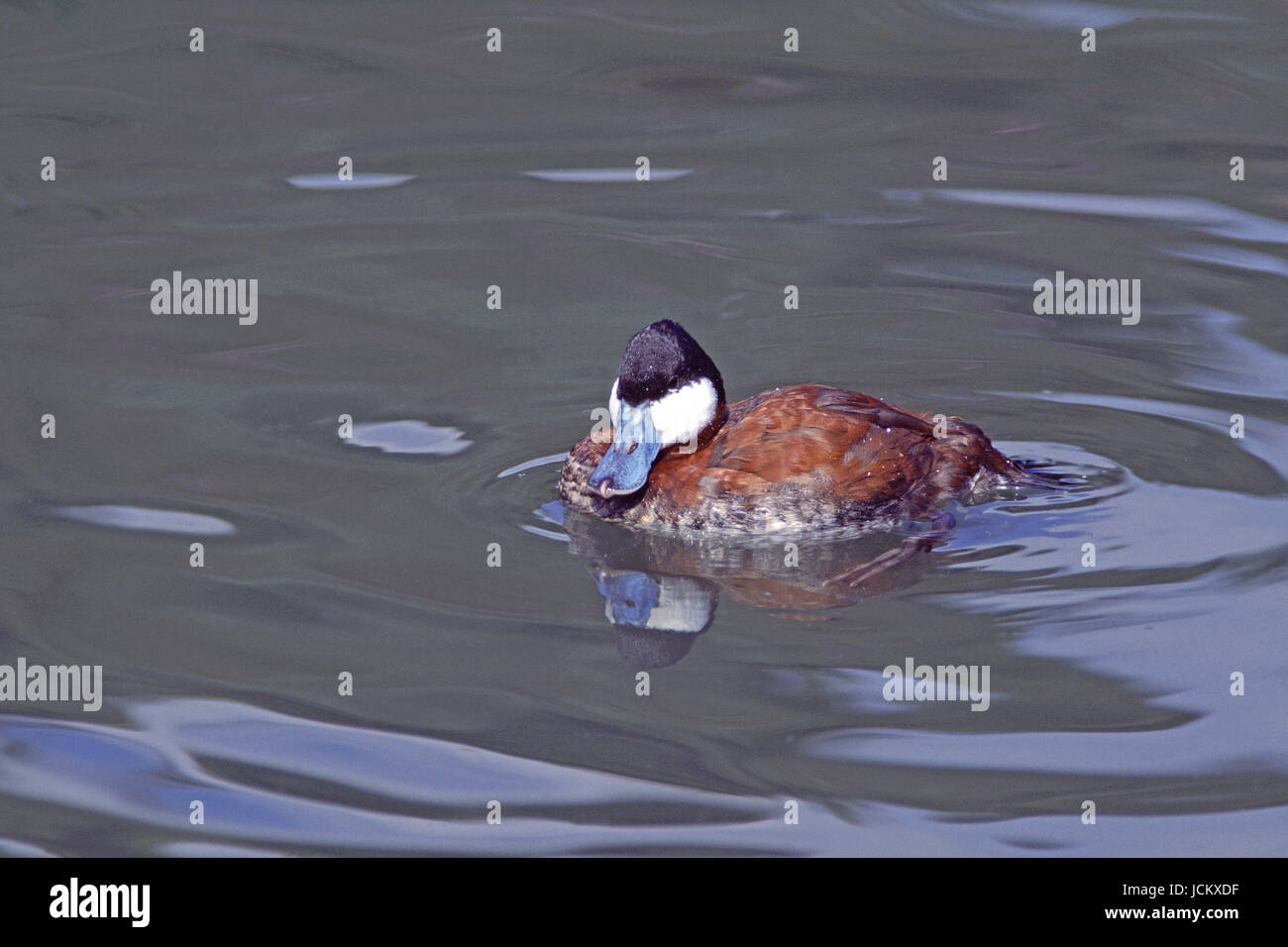 Ruddy Duck Oxyura Jamaicensis gefangen männlich Arundel Wildfowl und Feuchtgebiete Vertrauen Sussex England Stockfoto