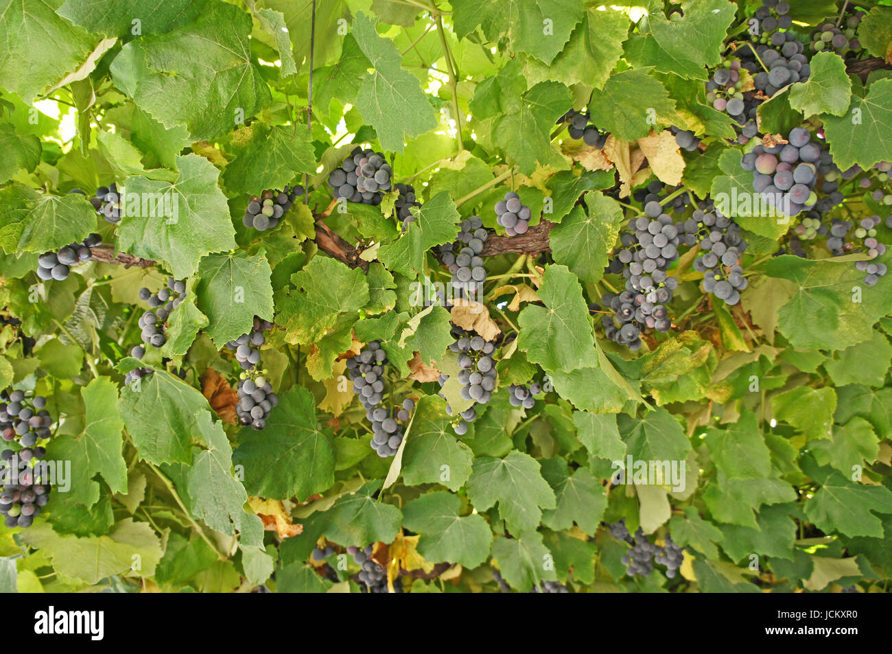 Nahaufnahme, Blaue Trauben, Kleine Und Reife Beeren bin Weinstock Closeup, blaue Trauben, kleine und reife Beeren am Rebstock Stockfoto