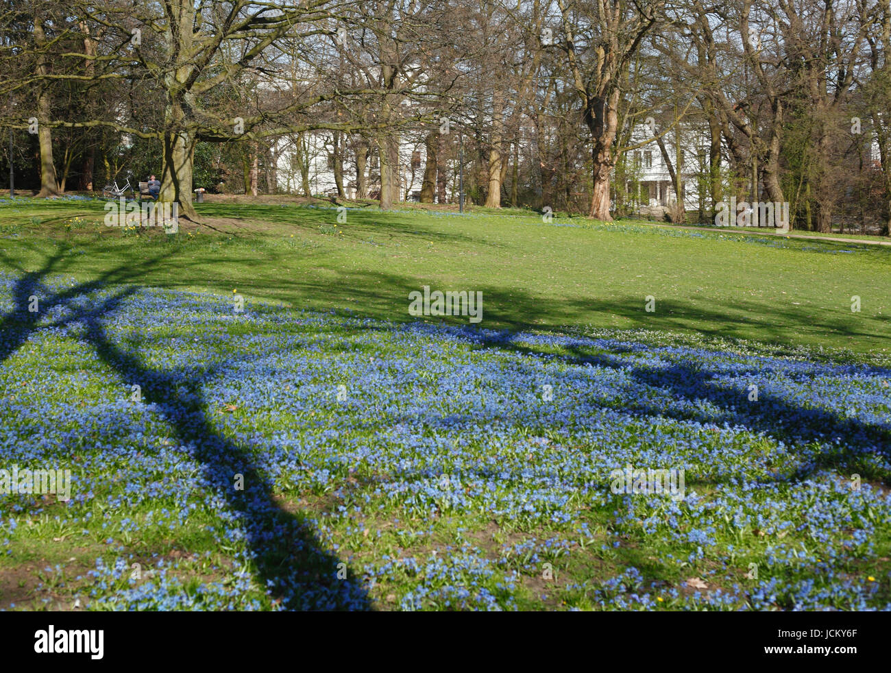 Maedow Blumen und Bäume Schatten im Park Wallanlagen im Frühjahr, Bremen, Deutschland, Europa Stockfoto