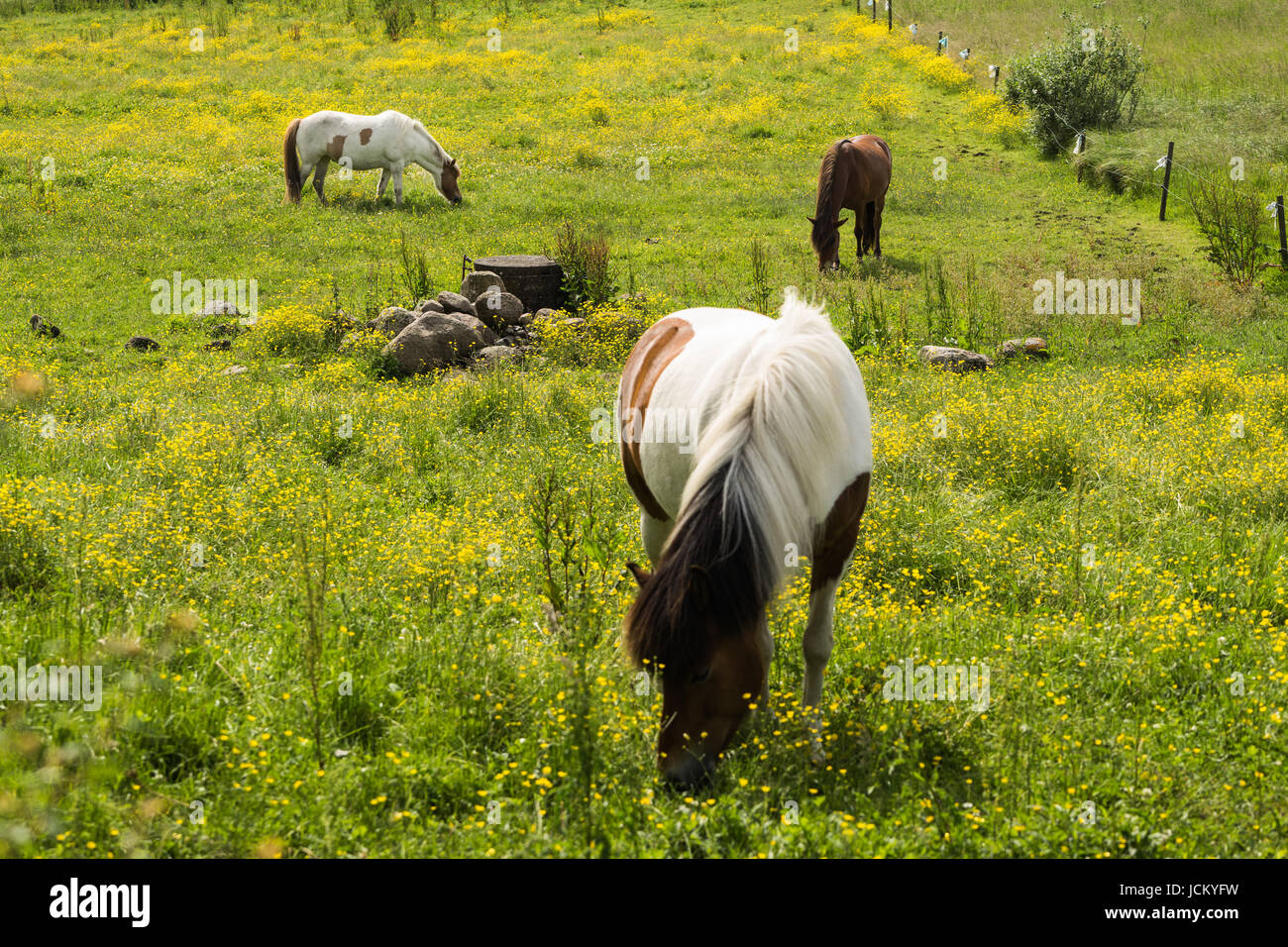 Pferde sind die glänzenden Tag Gras- und Enjojing Essen. Stockfoto