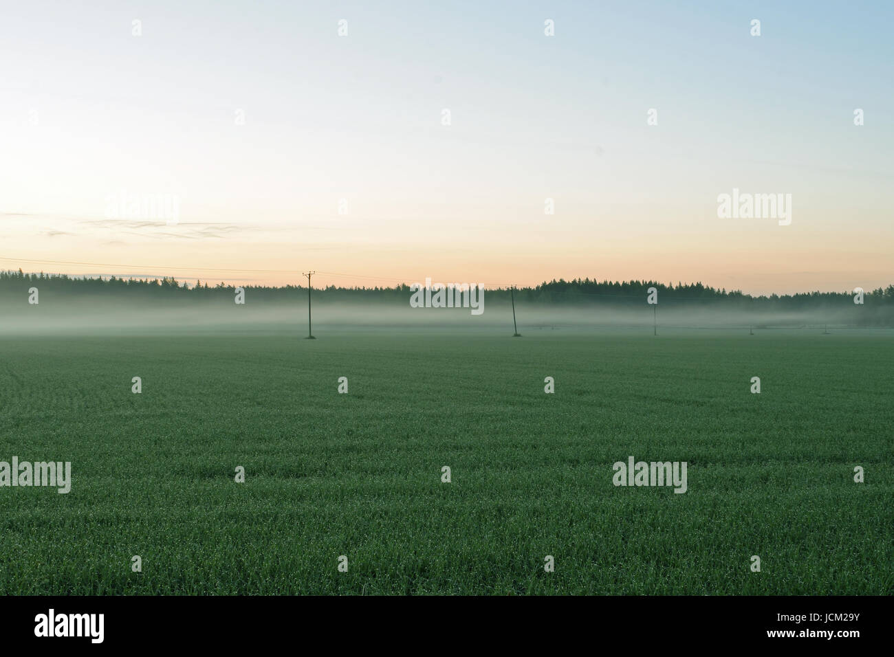 Am frühen Morgen Sommer Landschaft in Finnland. Grünes Feld mit Dunst Stockfoto