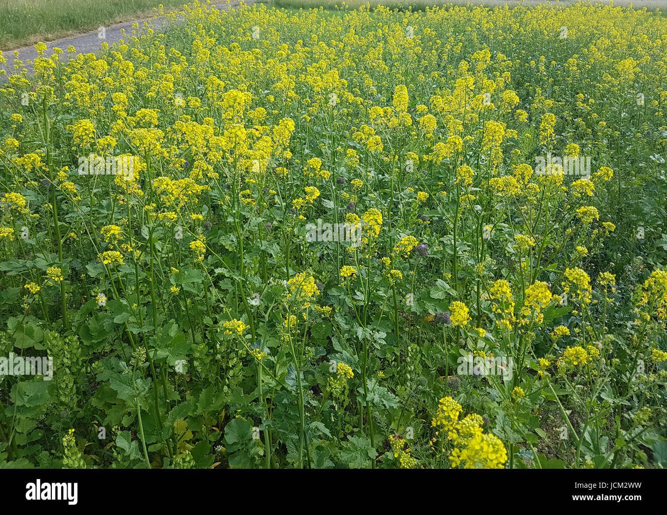 Senf, Weisser; Sinapis Alba; Stockfoto