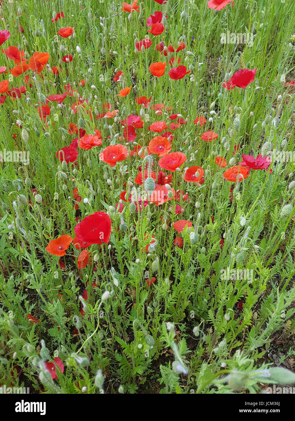 Klatschmohn; Papaver; Rhoeas, Heilpflanze Stockfoto