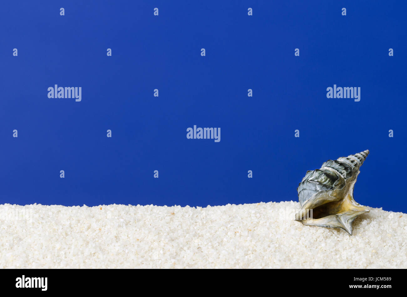 Meer Schneckenhaus auf weißem Sand mit ultramarinblauen Hintergrund. Kleines, dunkles grau eingefärbt, spiralförmig aufgewickelt Schale einer Meerwasser-Schnecke mit den kleinen Deckel. Stockfoto
