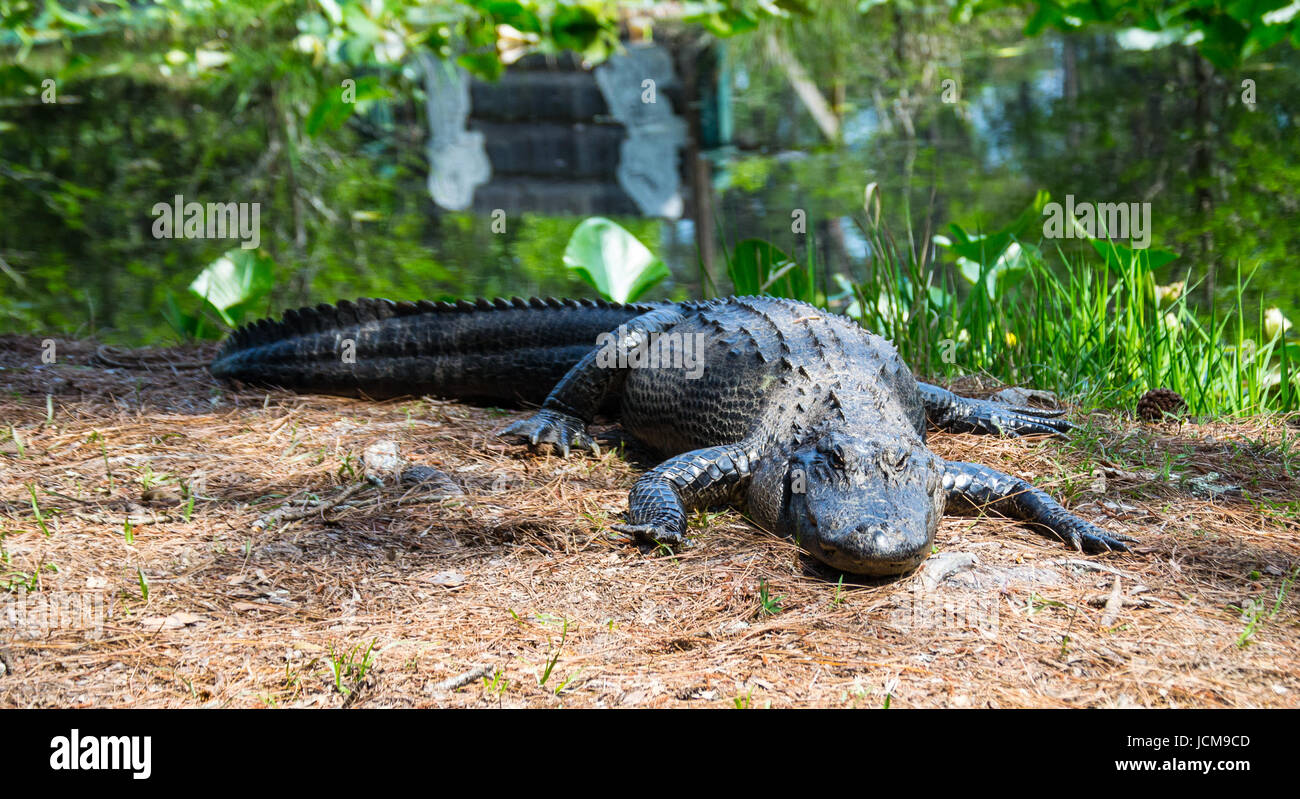 Ein großer Alligator im Okefenokee Sumpf. Stockfoto