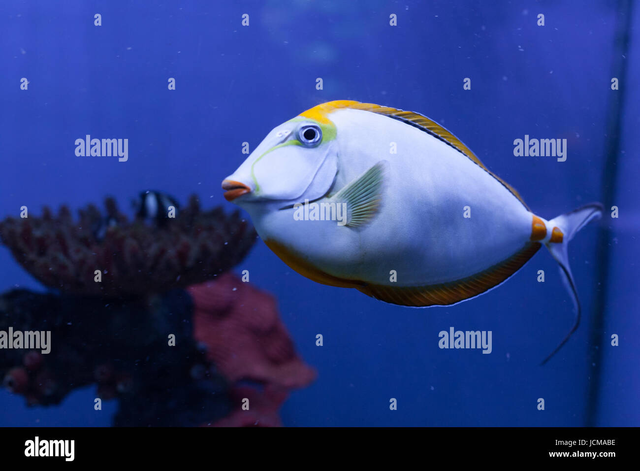 Naso Lituratus, Orangespine Unicornfish, tropische Fische closeup Stockfoto