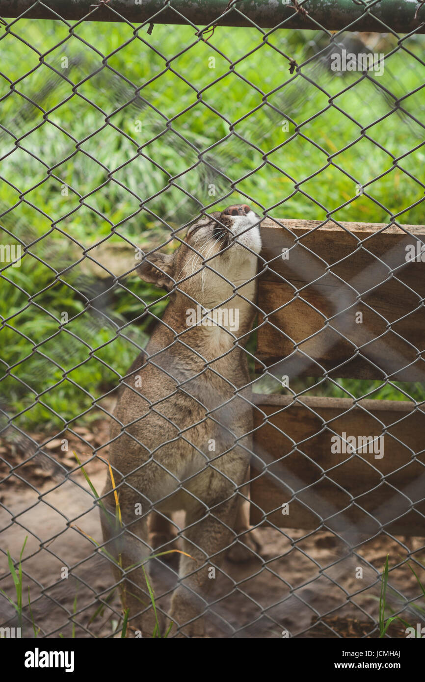 Katze in Gefangenschaft, hinter einem Drahtzaun. Stockfoto