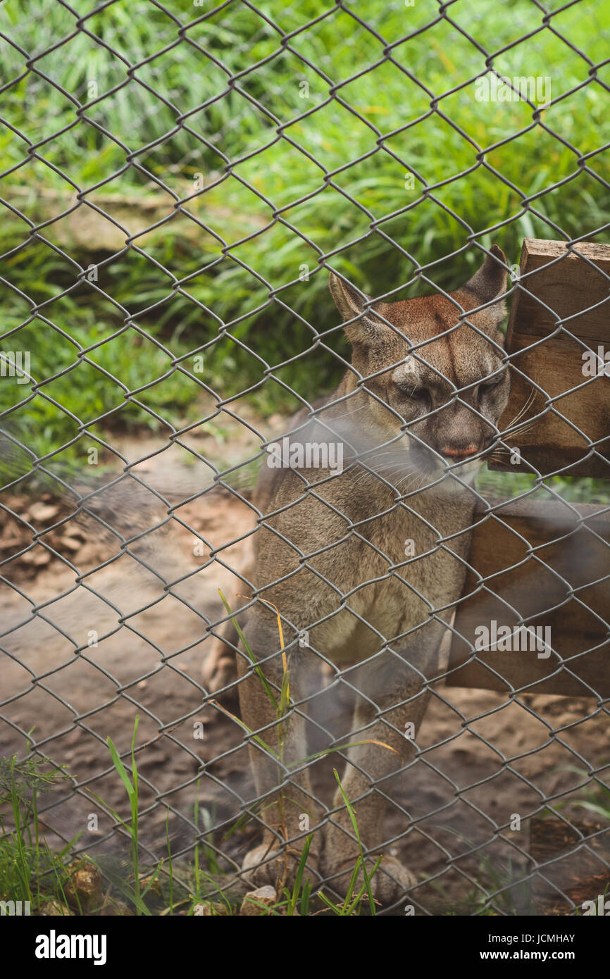 Katze in Gefangenschaft, hinter einem Drahtzaun. Stockfoto