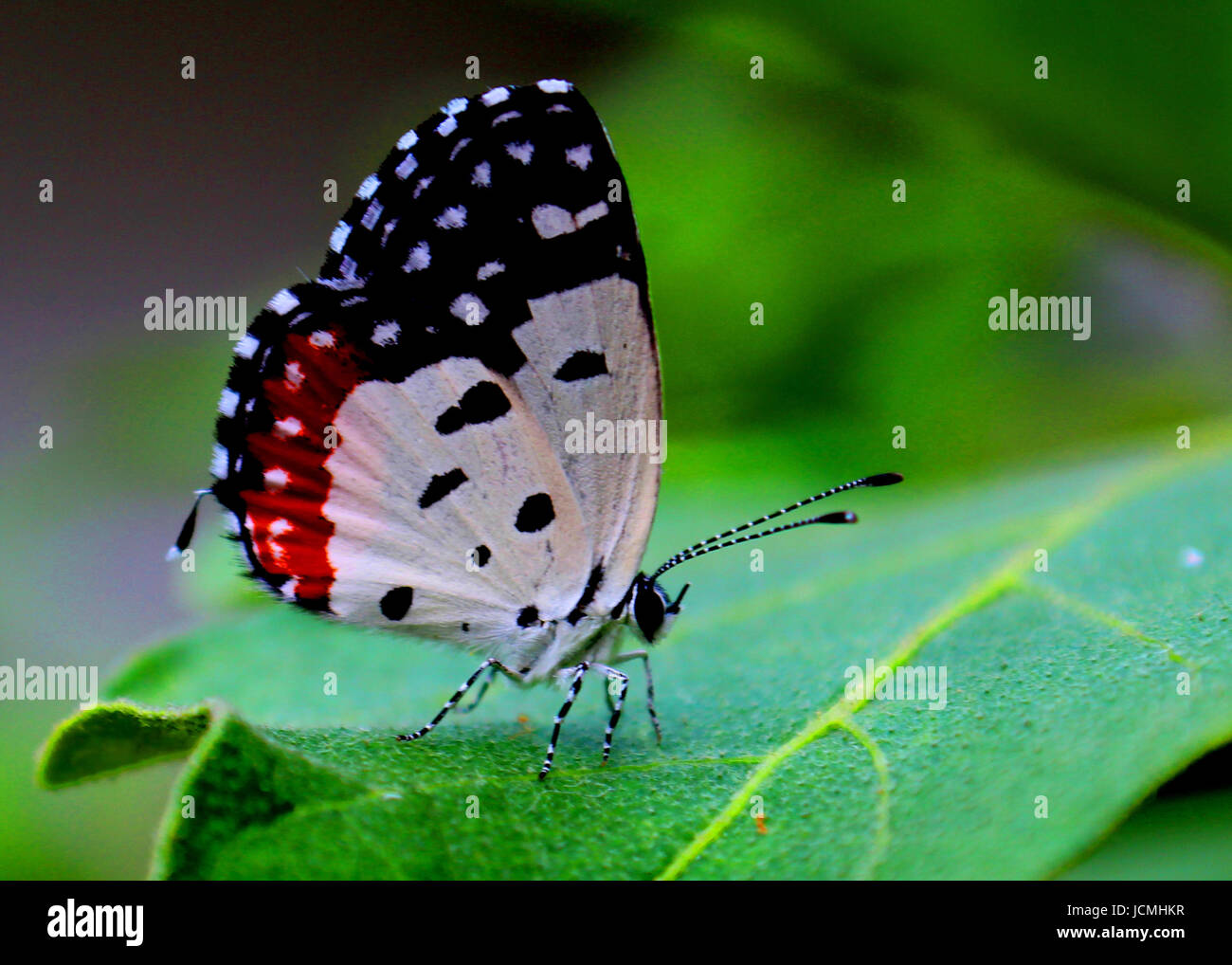 ein kleiner schöner Schmetterling auf einem grünen Blatt gesehen in einem Hausgarten in Sri Lanka Stockfoto