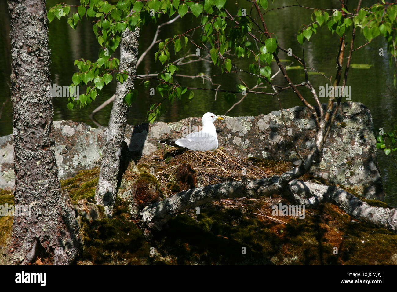 Zucht-Möwe im nest Stockfoto