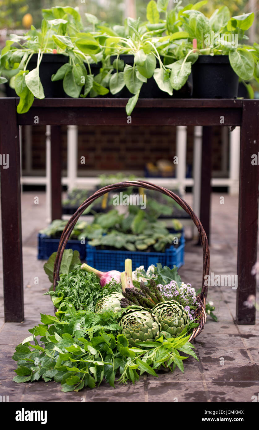 Korb Mit Gesunden Zutaten Stockfotos und -bilder Kaufen - Alamy