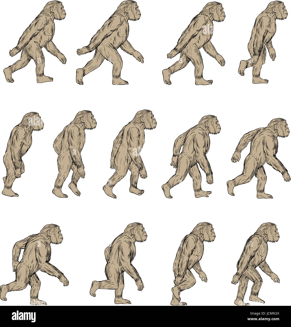 Sammlung von Abbildungen von Homo habilis, einer Art des Stammes hominini, während der gelasian und frühen kalabresischen Bühnen des Pleistozäns pe Stock Vektor