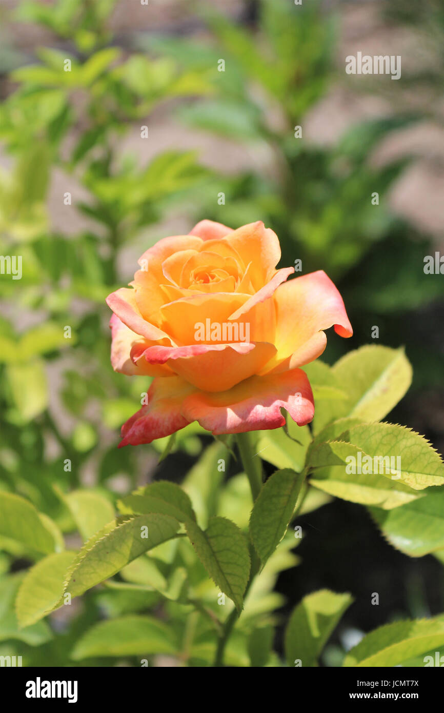 Gelbliche Rose Stockfoto