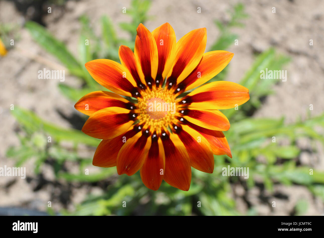 Blume mit feurigen Farben Stockfoto