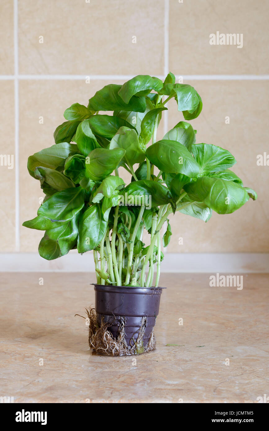 Frischer grüner Basilikum in einer Vase in der Küche, bereit für eine italienische Rezept Stockfoto