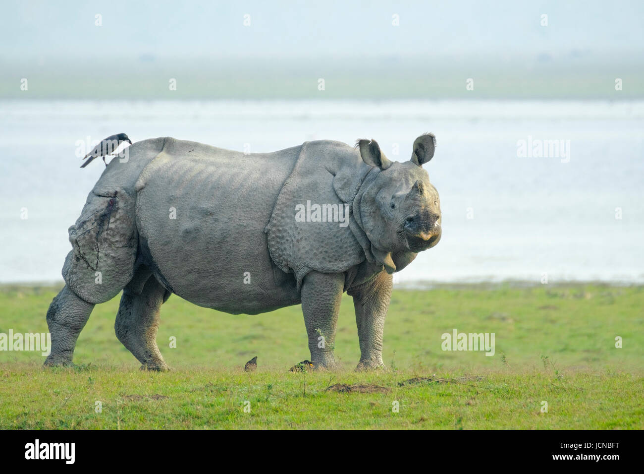 Indischer Nashorn (Nashorn unicornis) vor dem Fluss. Kaziranga-Nationalpark, Assam, Indien Stockfoto