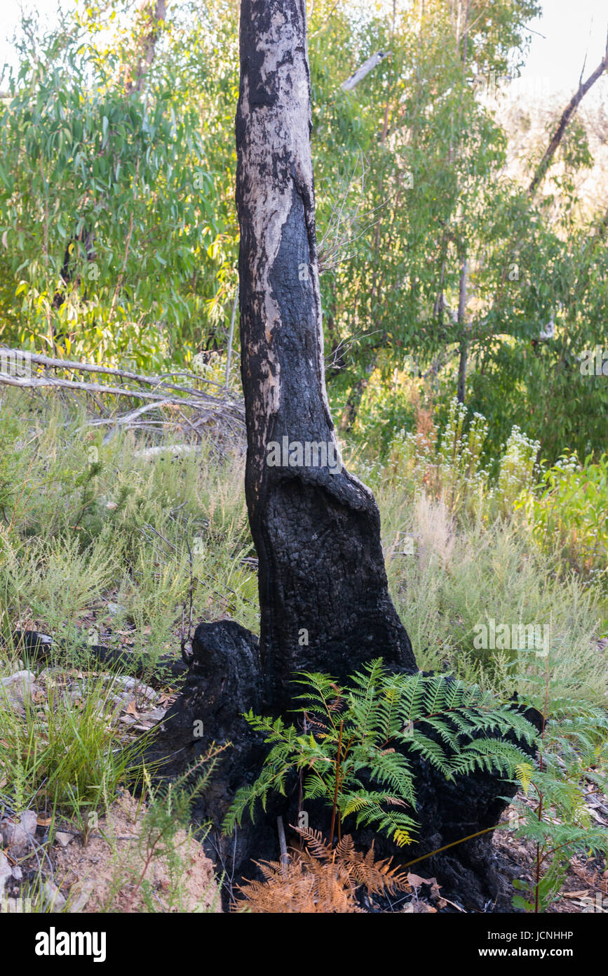 Eukalyptus-Baum verbrannt von Buschfeuer. Grampians National Park, South Australia. Stockfoto