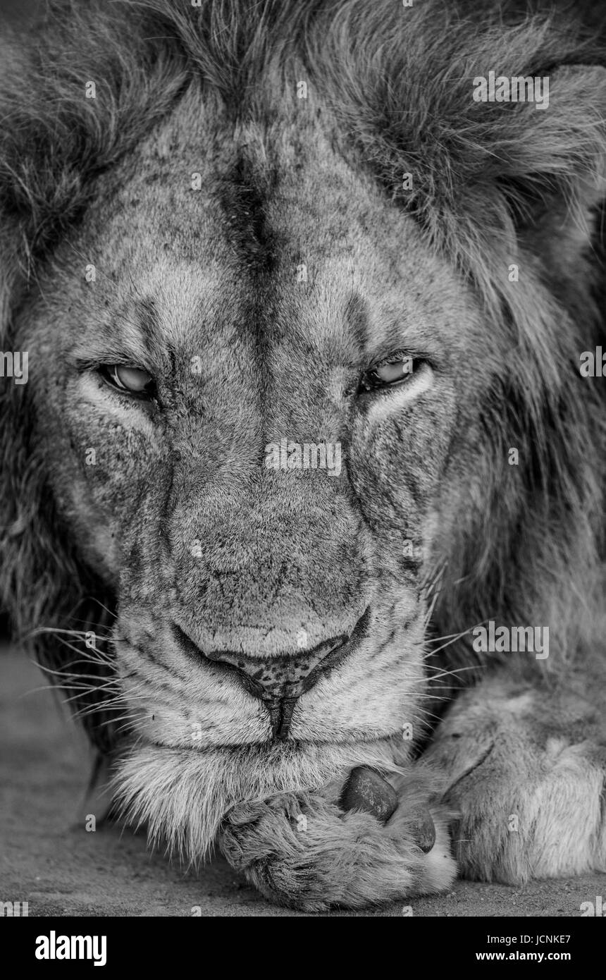 Porträt eines Löwen. Nahaufnahme. Uganda. Ostafrika. Stockfoto