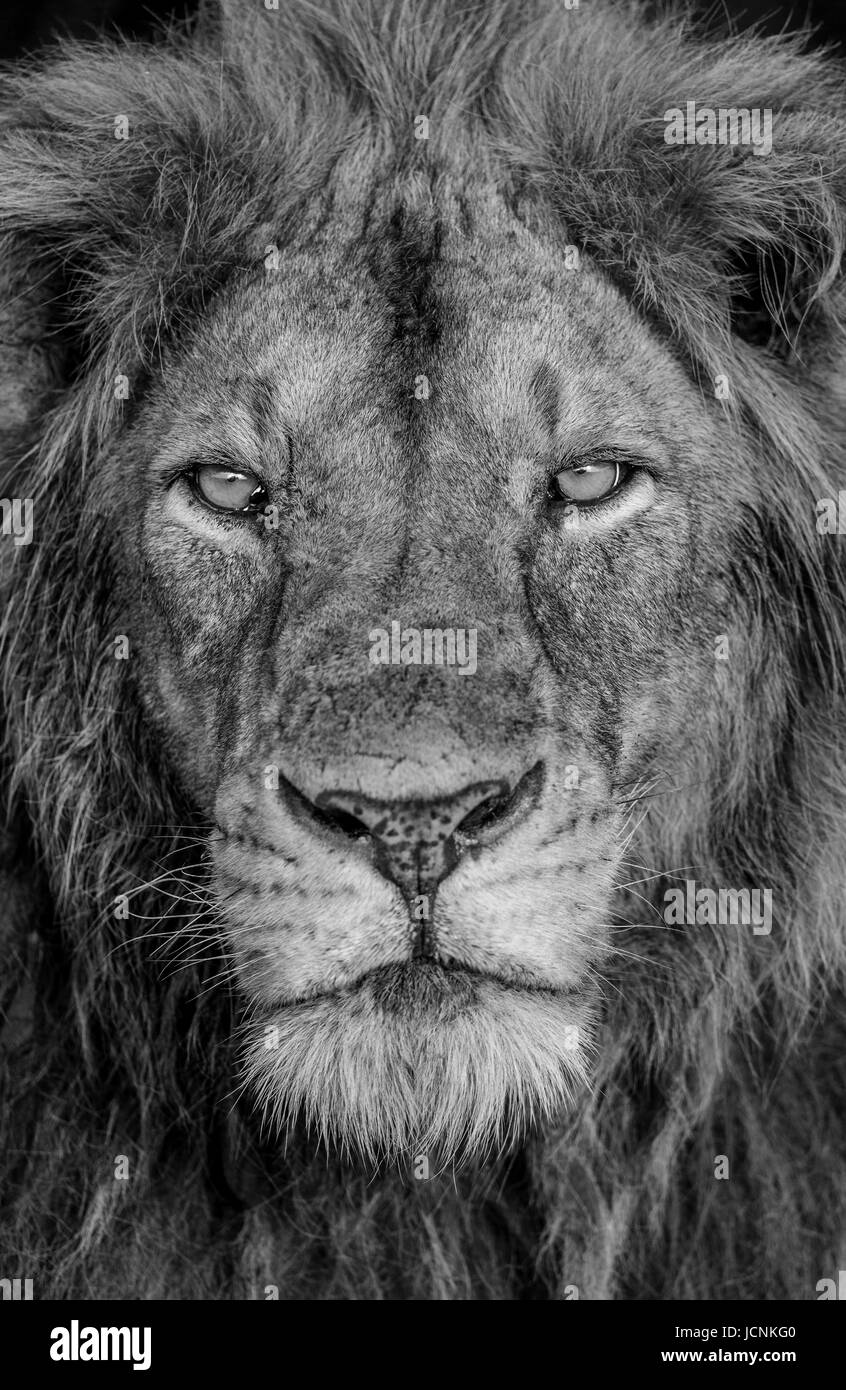 Porträt eines Löwen. Nahaufnahme. Uganda. Ostafrika. Stockfoto