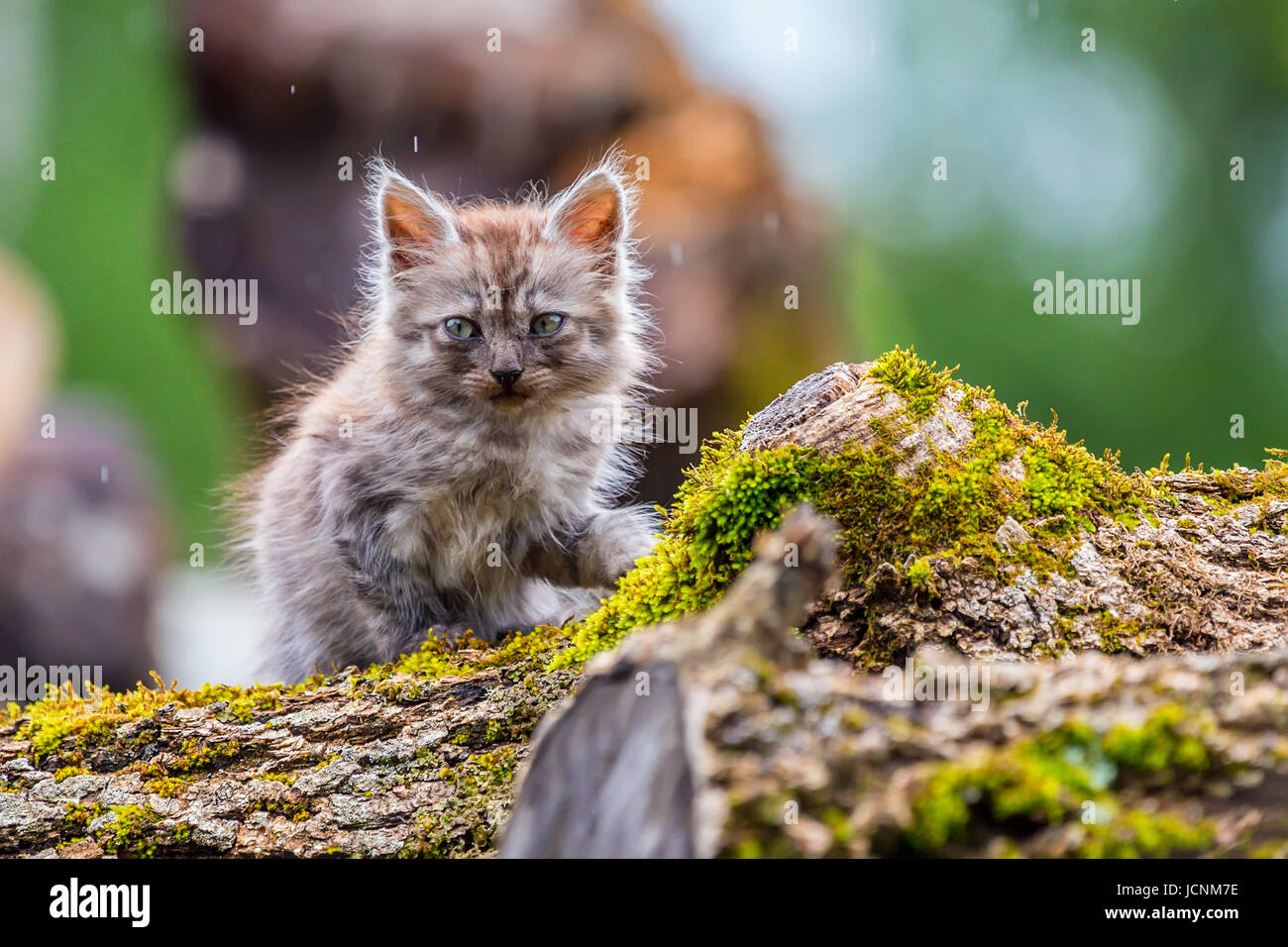 Schön aber erbärmlich Grauen verloren Kätzchen suchen beim Fotografen Stockfoto
