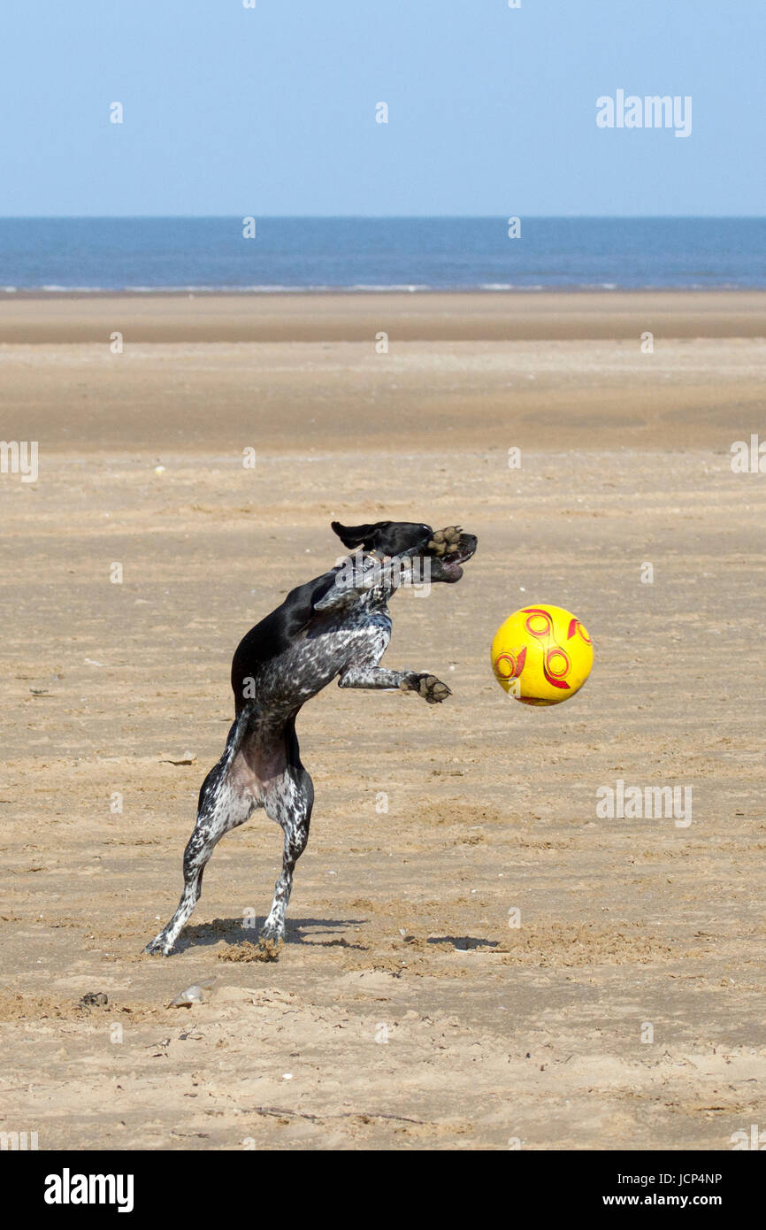 Southport, Merseyside, 17. Juni 2017. UK Wetter. 2 Jahre alten Deutschen Zeiger Kreuz "Pip" spielt mit ihrem Lieblings Fußball, Fußball, Hund, Spielzeug, Ball, Haustier, Tier, Spielen, niedlich, Sport, lustig, Spiel, Spaß, Hunde Spaß an einem schönen, warmen und sonnigen Start in den Tag als der gute alte Britische Sommer kehrt in den Nordwesten von England als die Sonne strahlen nach unten auf dem Sand Strand in Southport, Merseyside. Credit: cernan Elias/Alamy leben Nachrichten Stockfoto