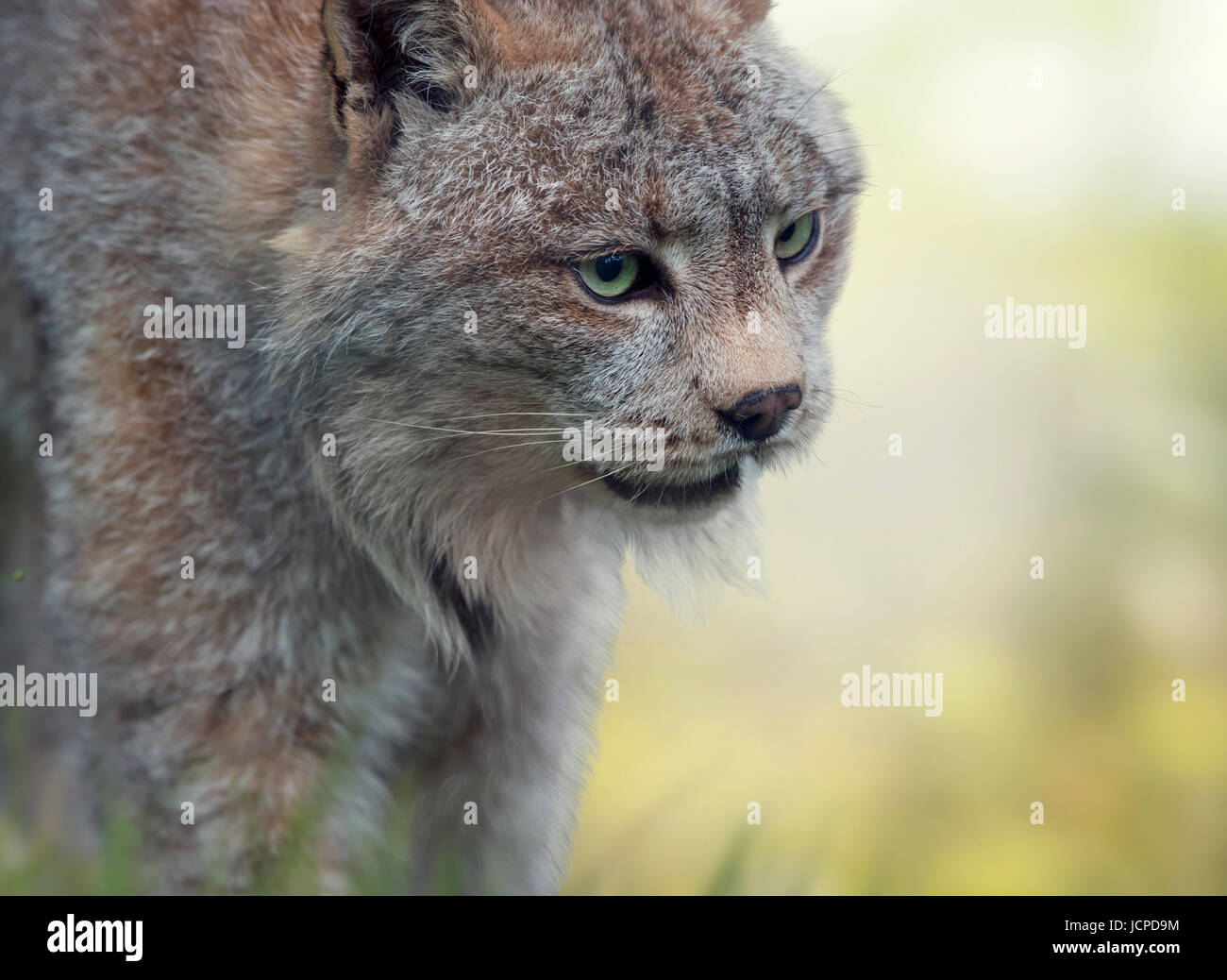 Kanada-Luchs-Portrait, Nahaufnahme Stockfoto