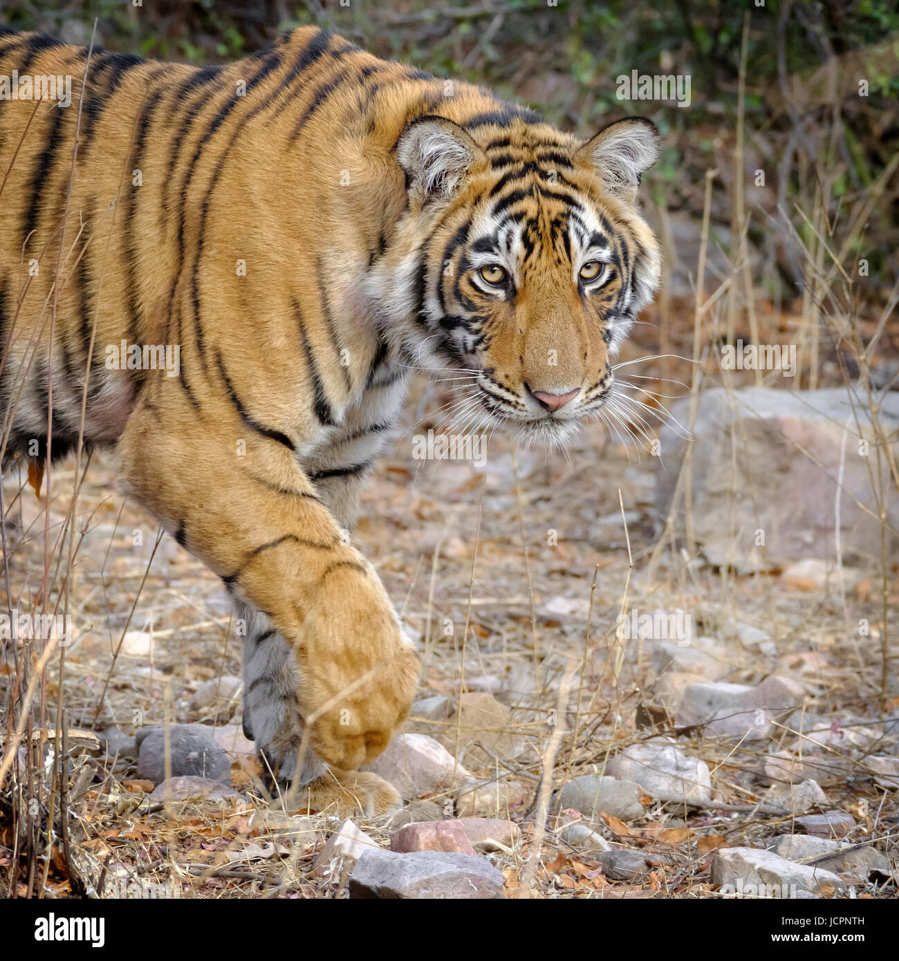 Bengal Tiger, (Panthera tigris tigris) Nahaufnahme der gefährdeten Arten, Sawai Madhopur Rajasthan, Ranthambore National Park, Rajasthan, Indien. Stockfoto