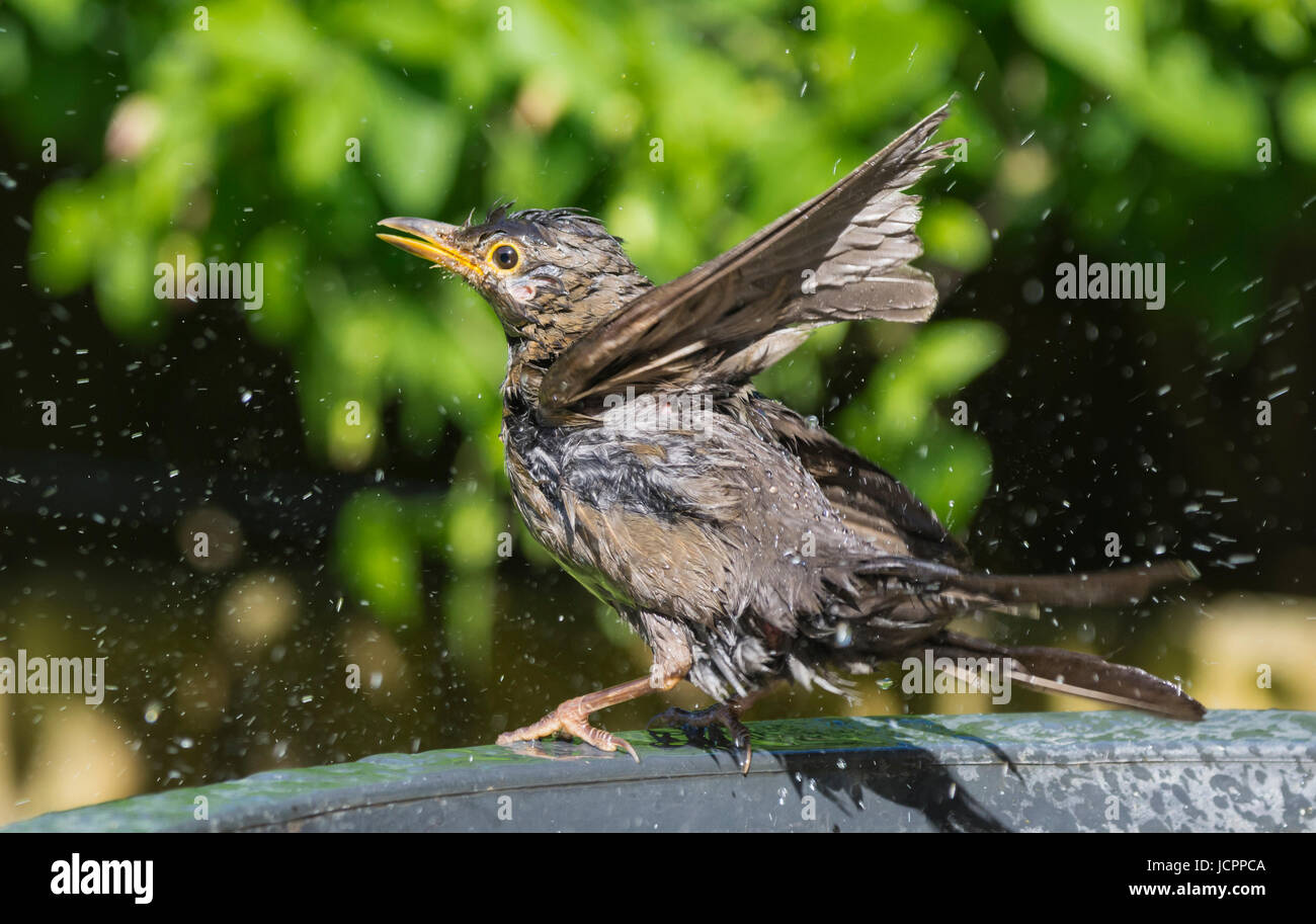 Ersten Jahr jugendliche männliche Amsel (Turdus merula) planschen in ein Vogelbad in West Sussex, England, UK. Stockfoto