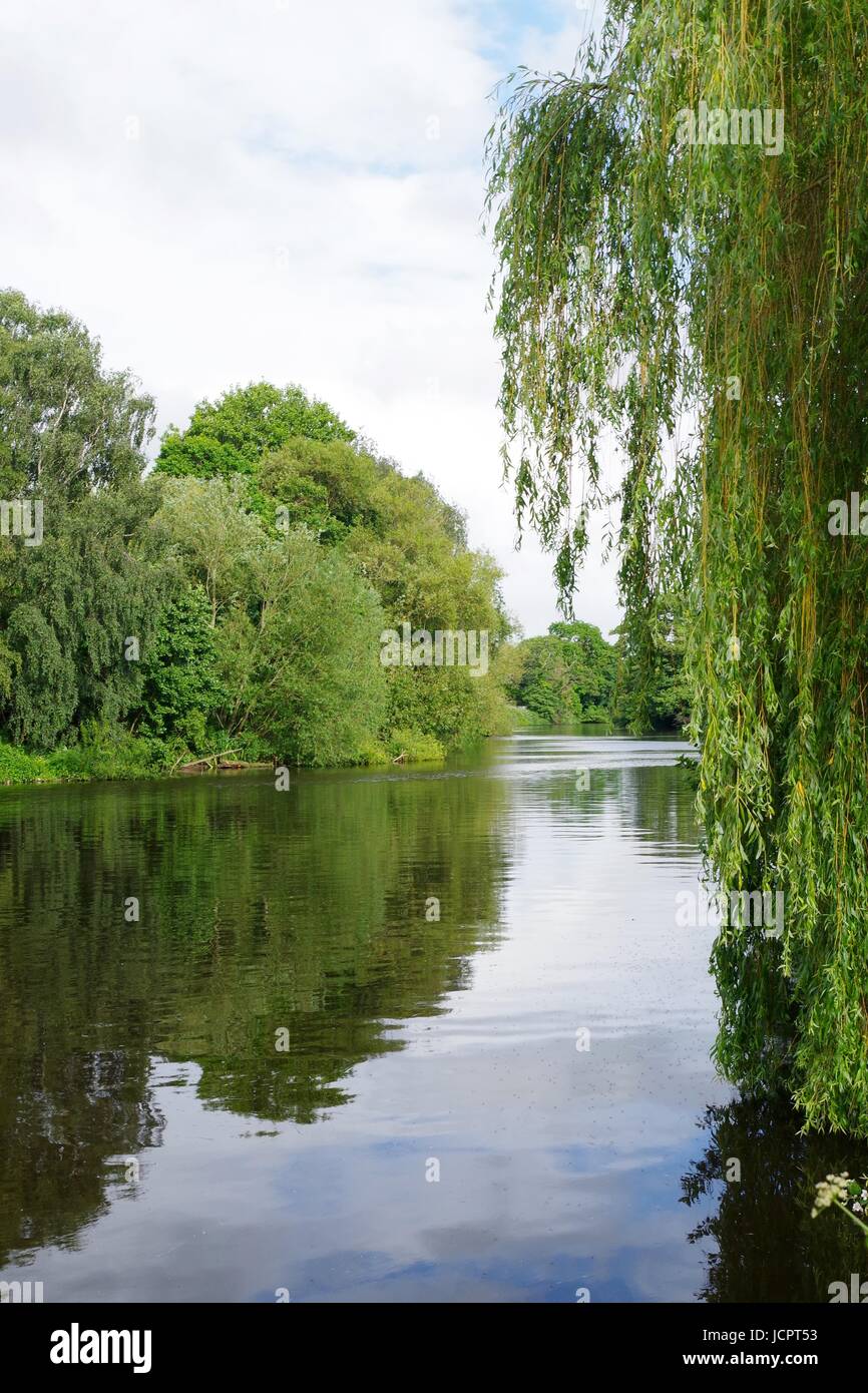 Eine Trauerweide über den stillen Wassern des Flusses Exe. Exeter, Devon, UK. Juni 2017. Stockfoto