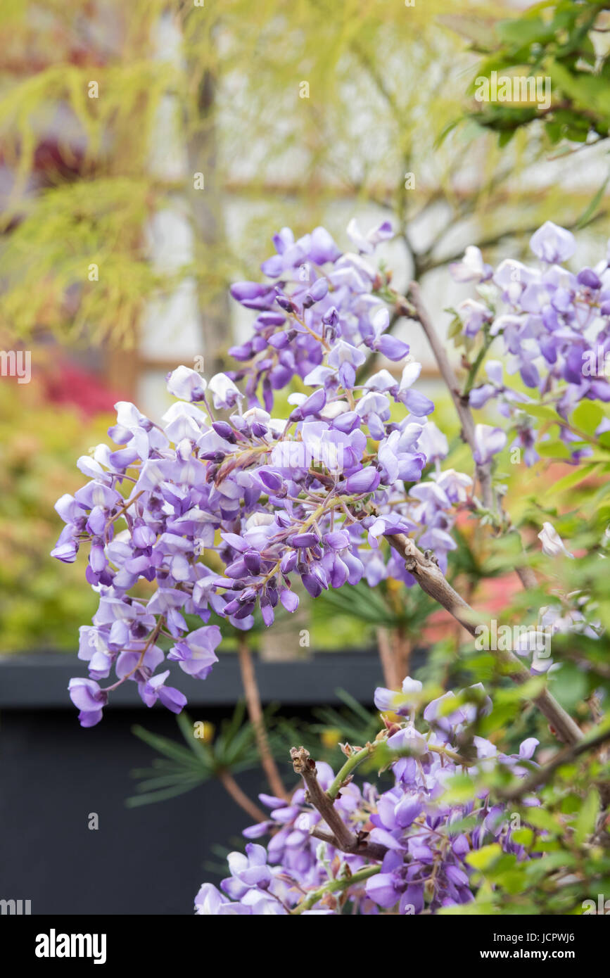 Wisteria pot -Fotos und -Bildmaterial in hoher Auflsung  Alamy